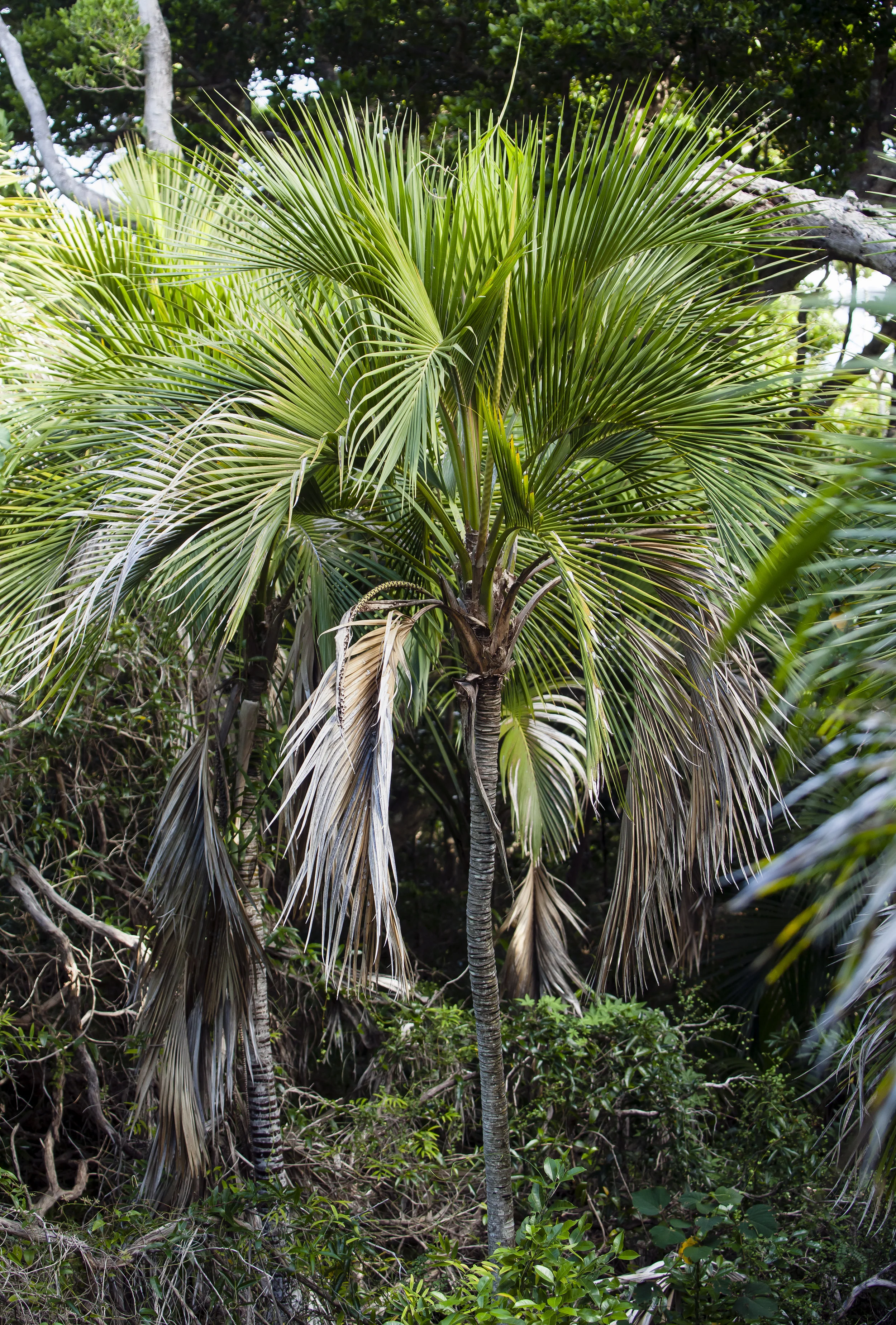 Howea belmoreana