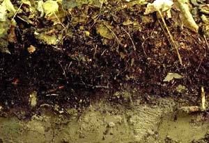 worm-free-soil-horizon.jpg