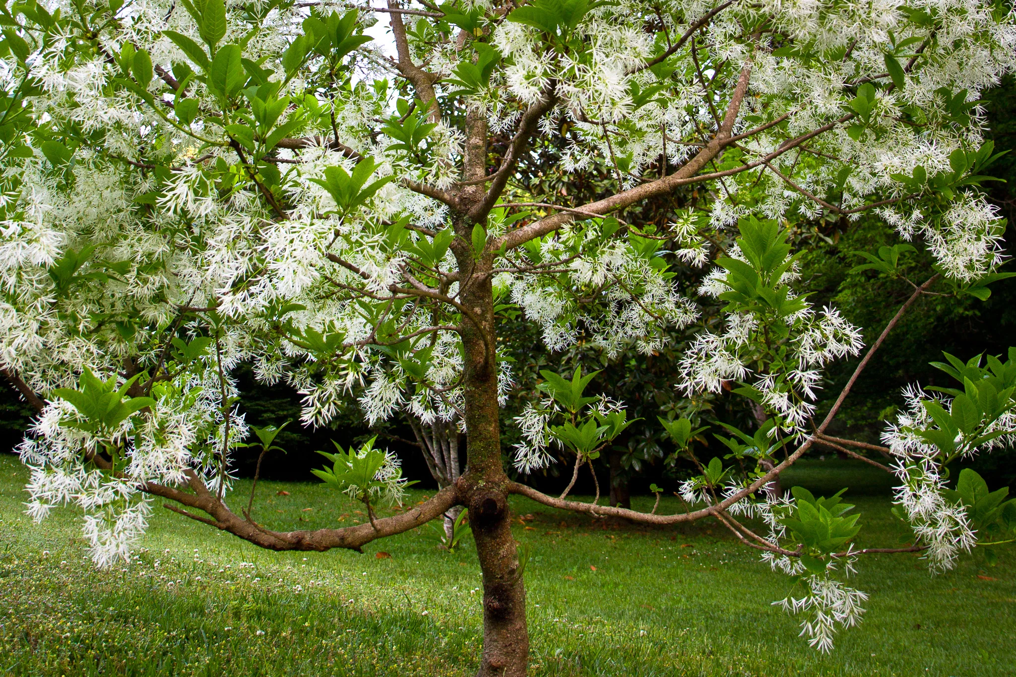 The fringe tree (Chionanthus virginicus)