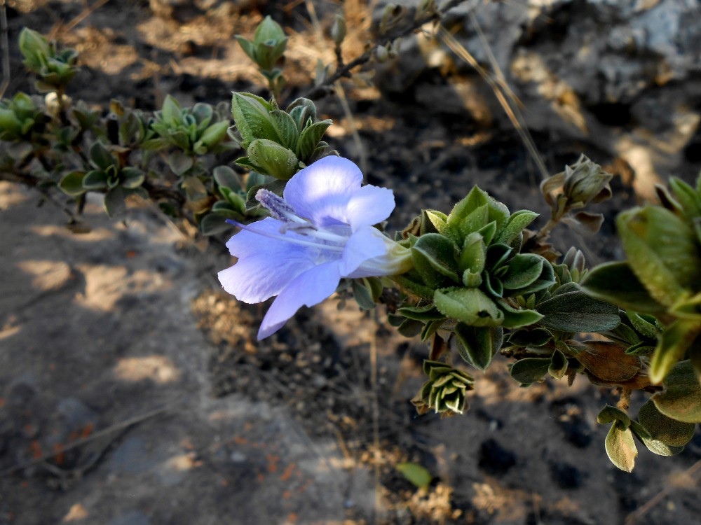 Barleria mirabilis Photo Credit : Quentin Luke
