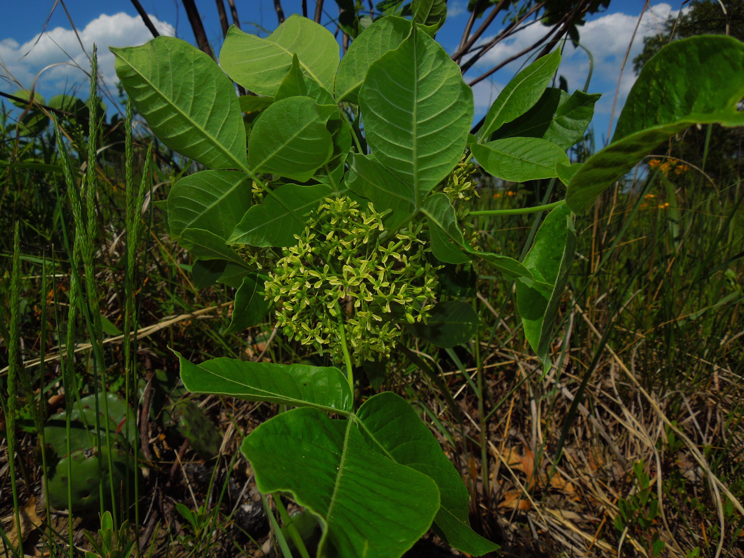 Common Hoptree ( Ptelea trifoliata )