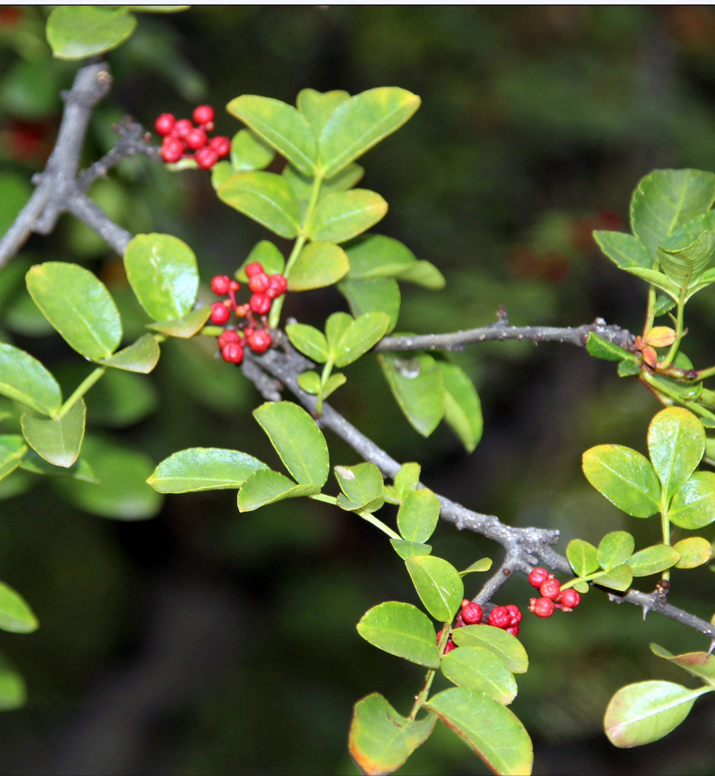 Prickly Ash ( Zanthoxylum americanum )