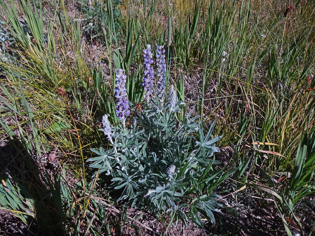 Silky lupine (Lupinus sericeus)