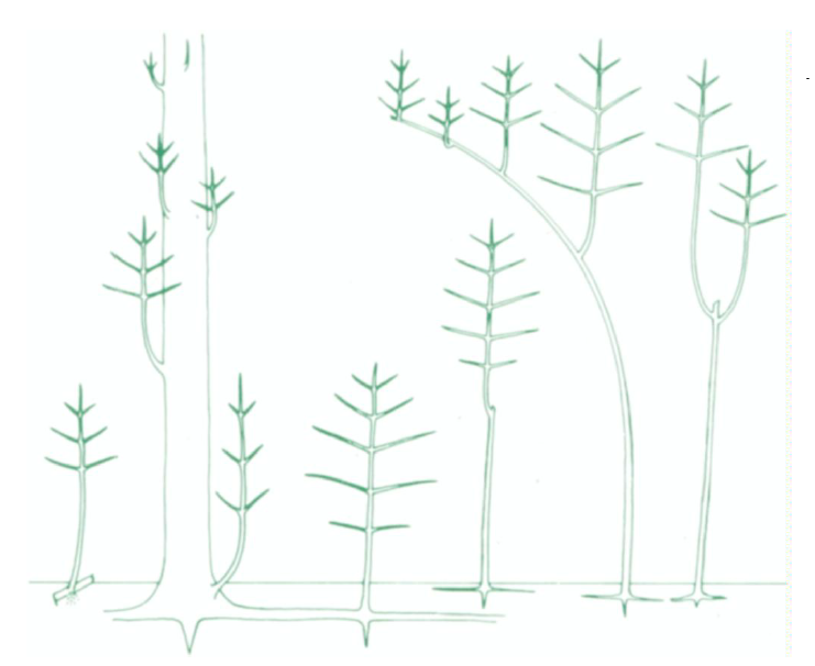 Reiteration is an important process in plant architectural development in which plants repeat their basic model. This is especially important in repairing damage. 