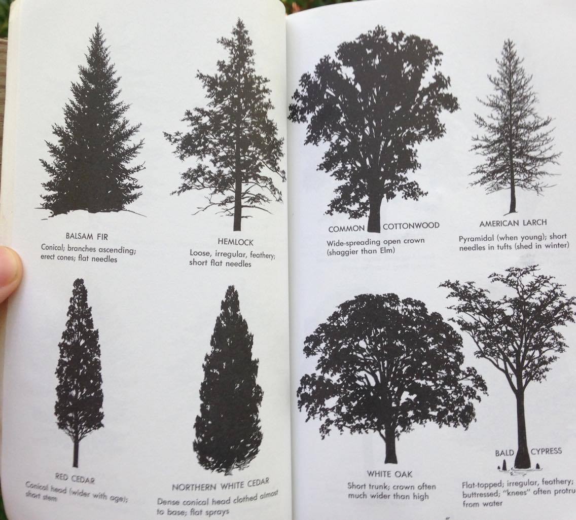 The fact that diagrams like these exist in tree guides is proof of the utility of this concept.