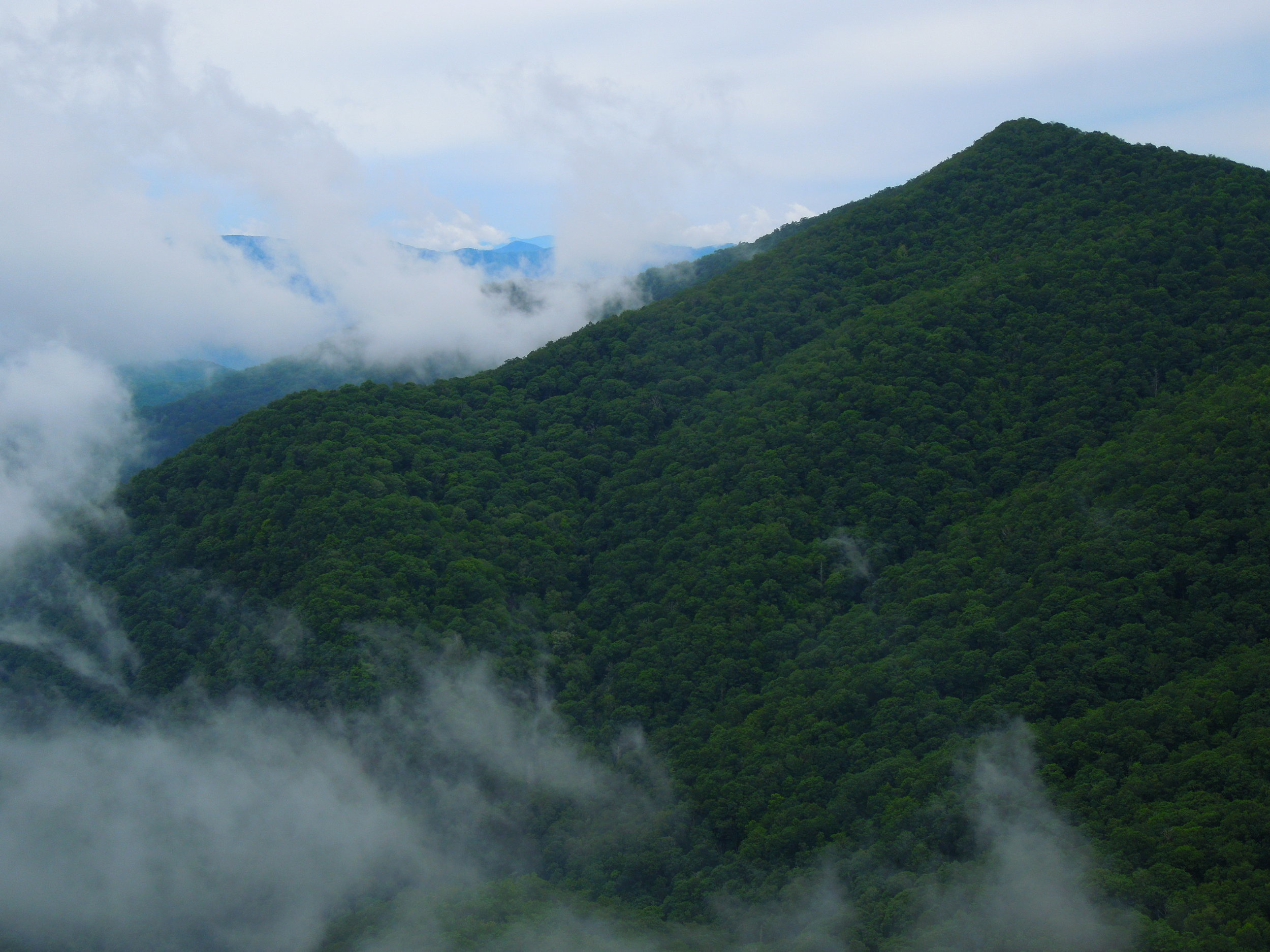 Eastern North America's Temperate Rainforest — In Defense of Plants