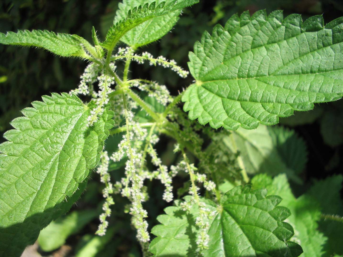 Stinging nettle ( Urtica dioica ) 