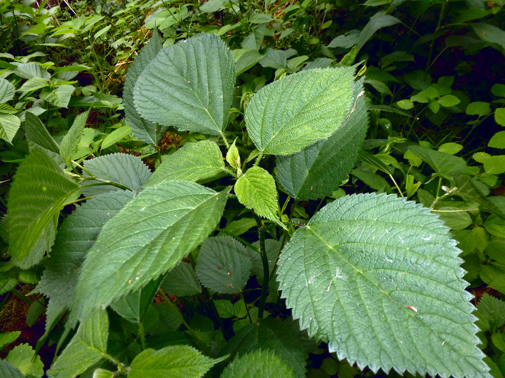 Wood nettle ( Laportea canadensis )