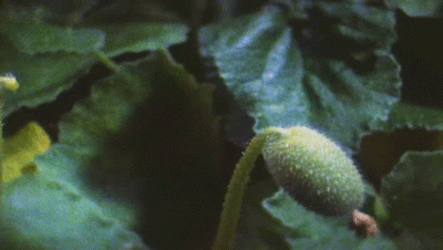alxCUrI.gif