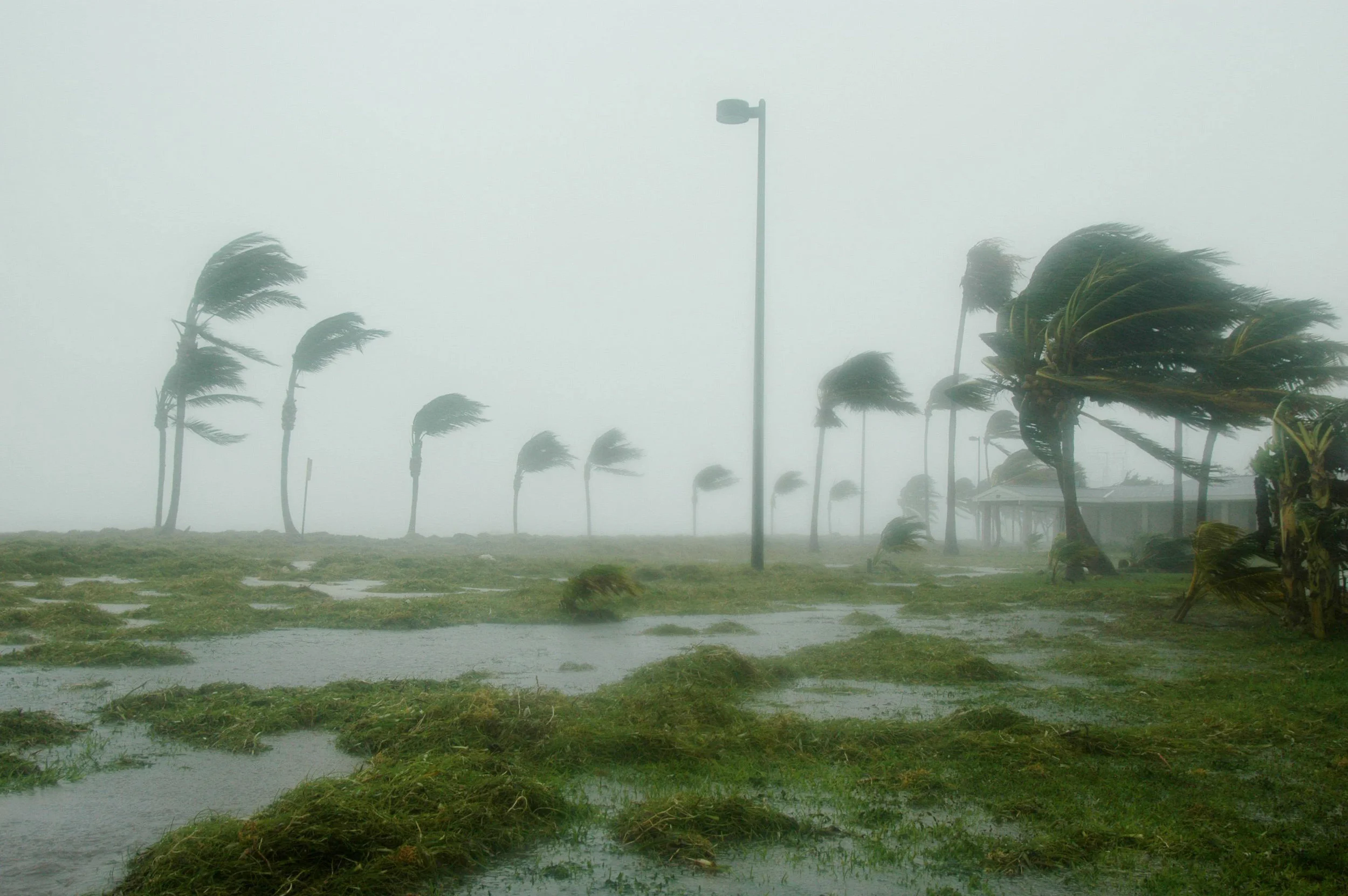 US_Navy_050709-N-0000B-004_Hurricane_Dennis_batters_palm_trees_and_floods_parts_of_Naval_Air_Station_(NAS)_Key_West's_Truman_Annex.jpg