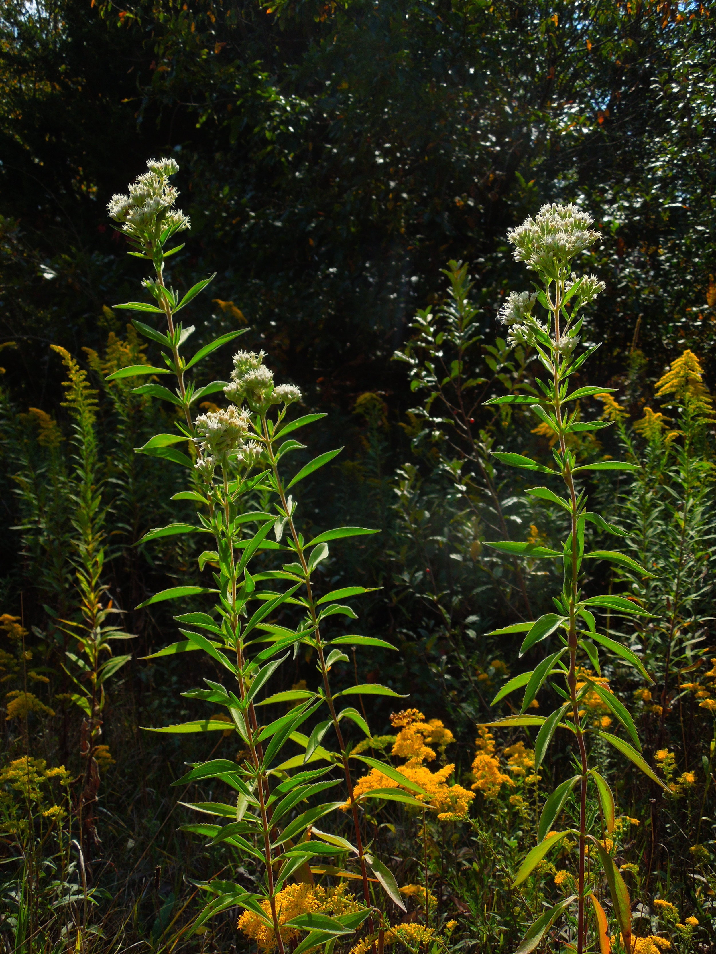 More to Tall Boneset Than Meets the Eye — In Defense of Plants