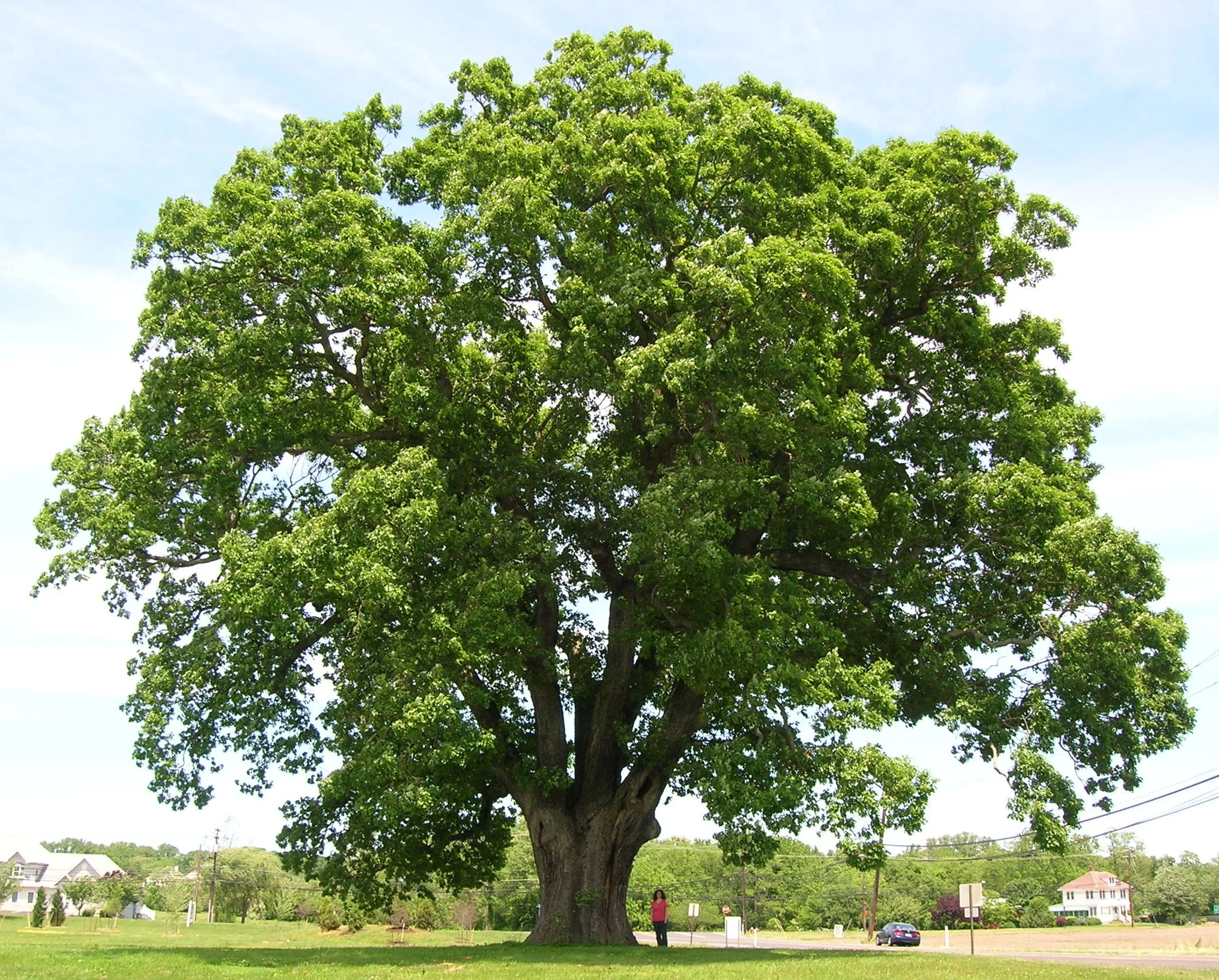 Keeler_Oak_Tree_-_distance_photo,_May_2013.jpg