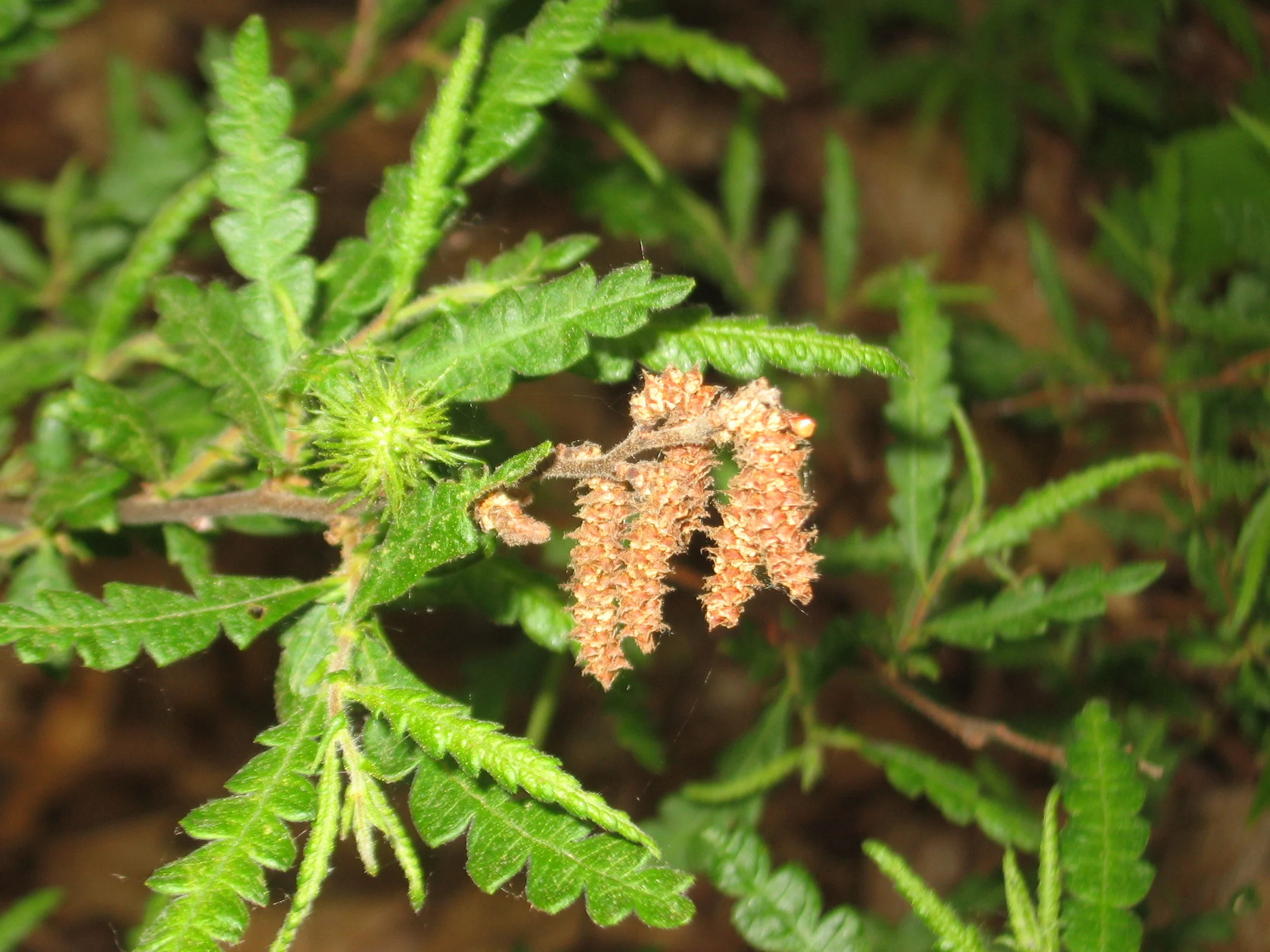 Comptonia_peregrina.jpg