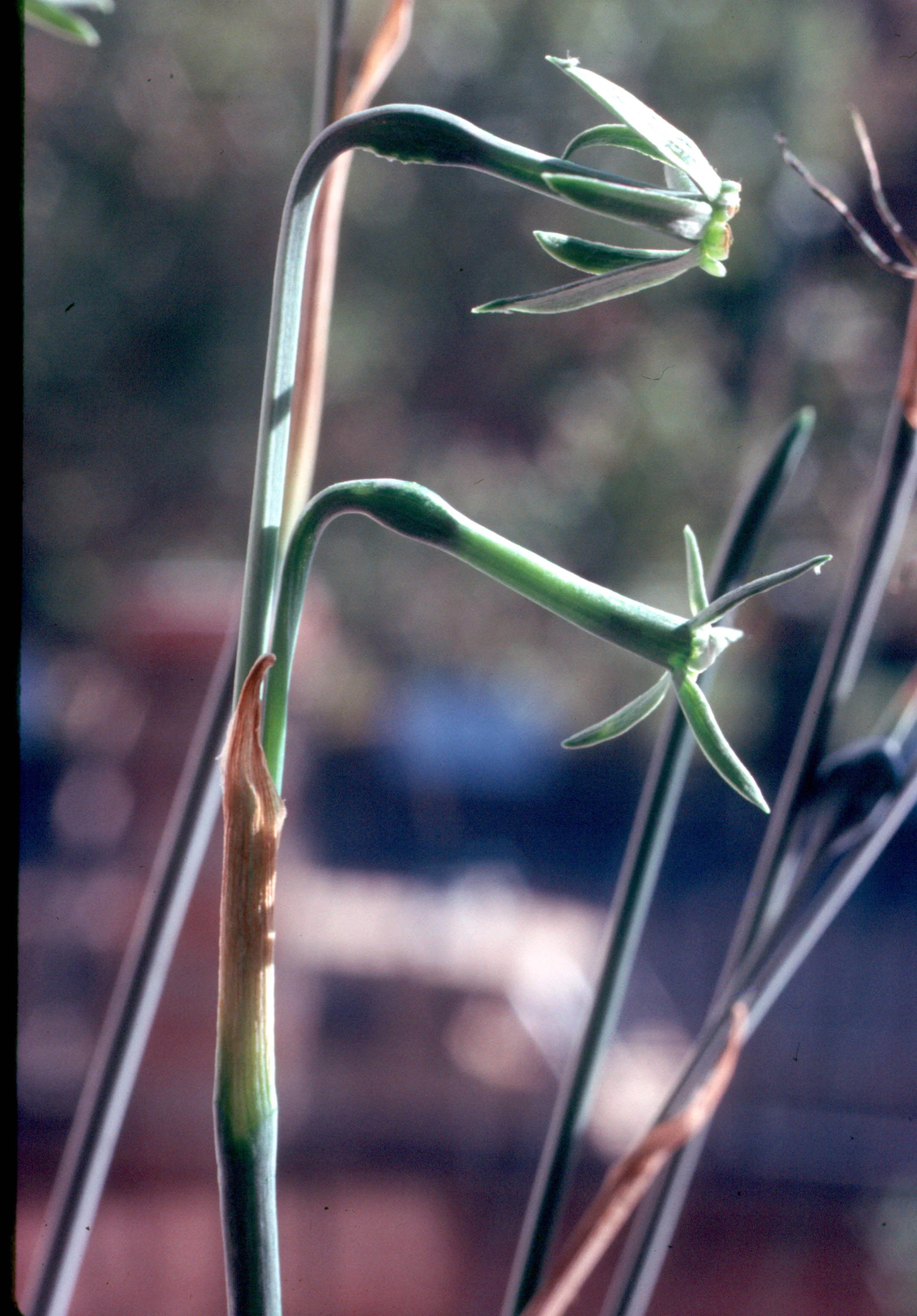 Narcissus_viridiflorus_2.jpg