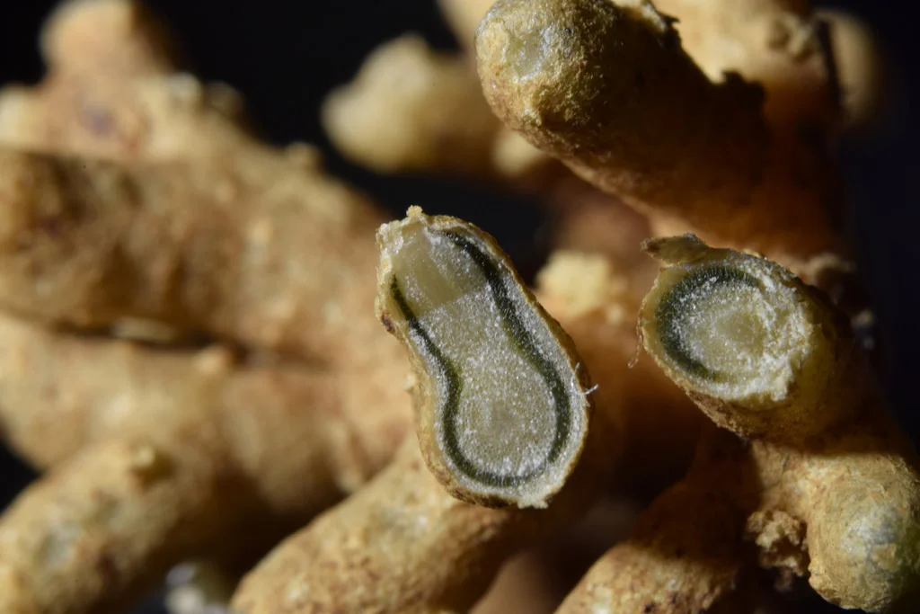 Cross section of a coralloid cycad root showing the green cyanobacteria inside.