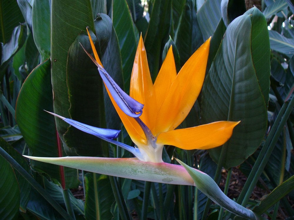 Bird Pollination Of The Bird Of Paradise In Defense Of Plants