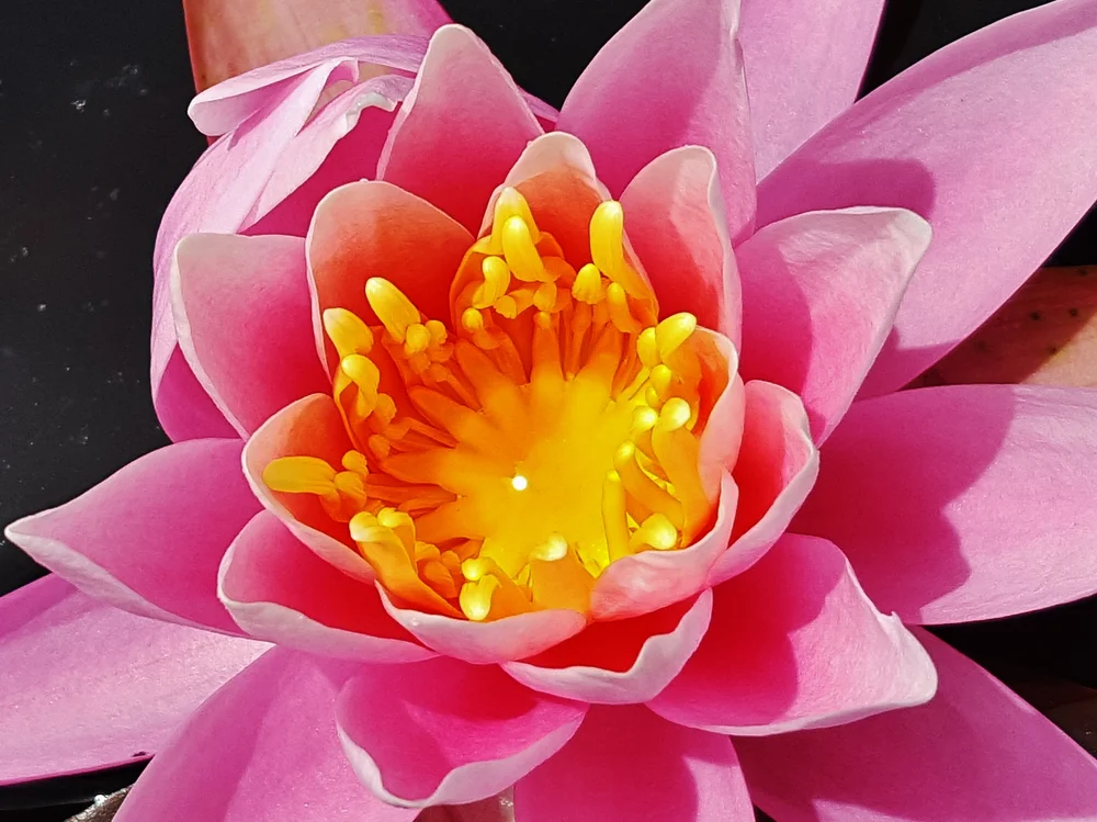 Why Does Insect Pollinated Flowers Have Sticky Pollen Best Flower Site