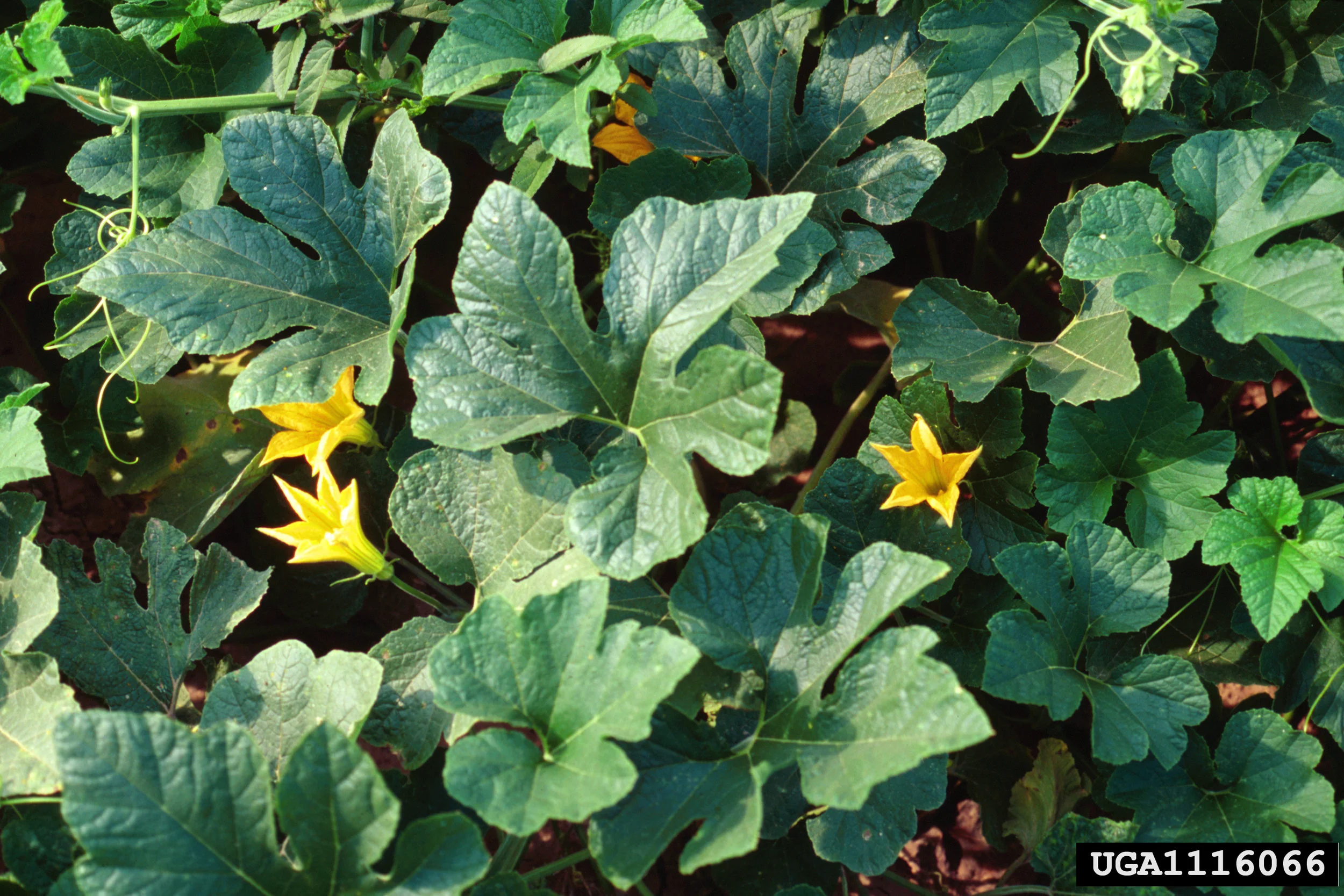 Cucurbita_texana_7.jpg