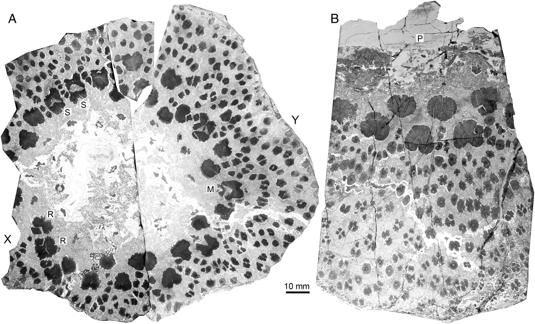 A cross section of a Cladoxylopsid trunk showing the hollow center, individual xylem strands, and the network of connective tissues.