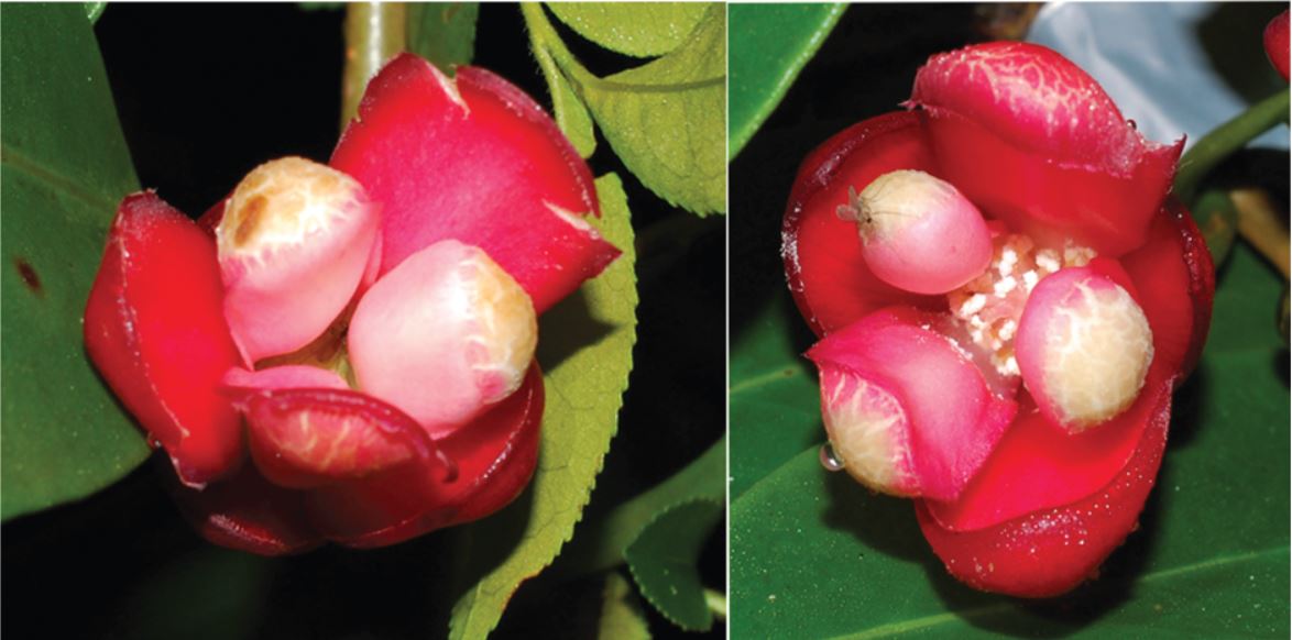 The oddball flowers of Kadsura coccinea showing swollen tepals.