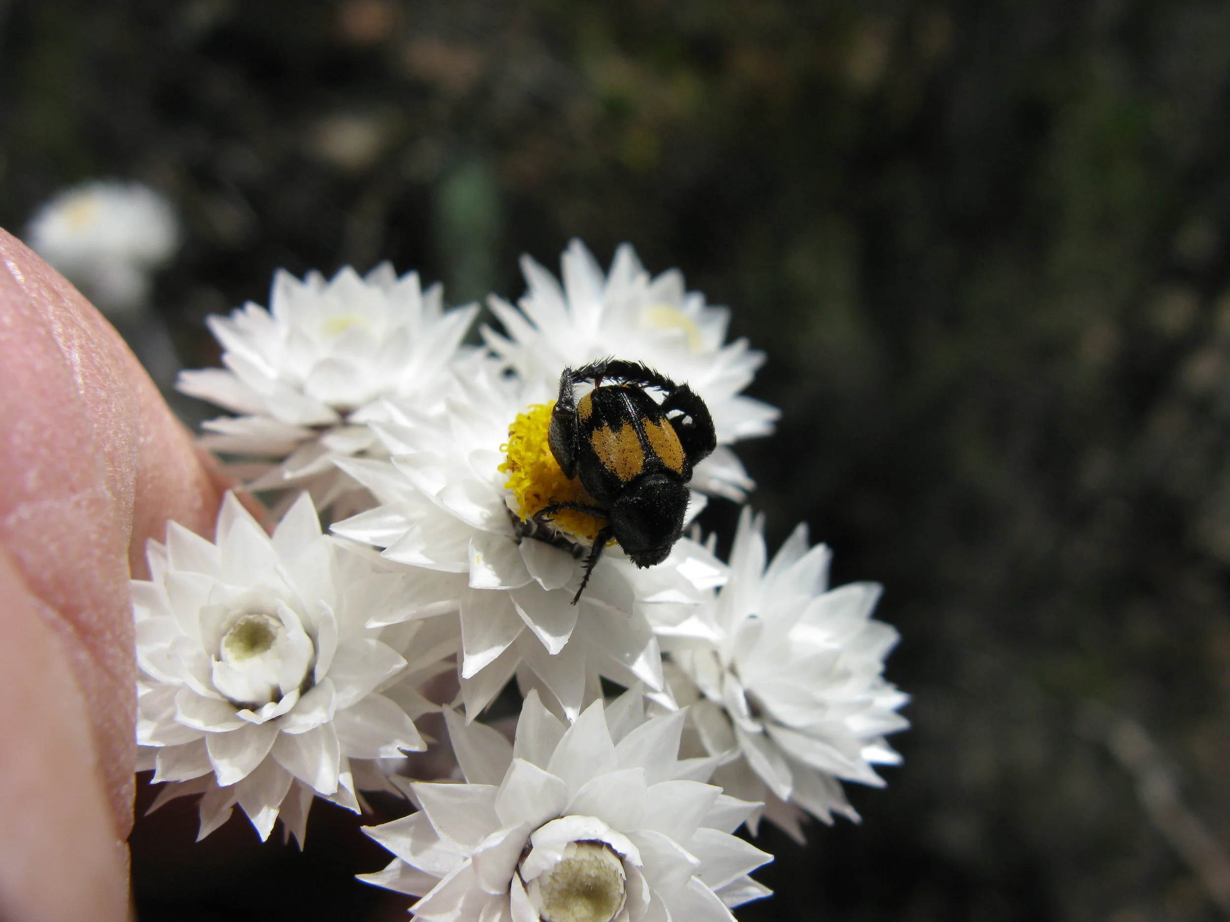 Syncarpha_species_in_flower_visited_by_Hopliini_Monkey_beetle_1084.jpg