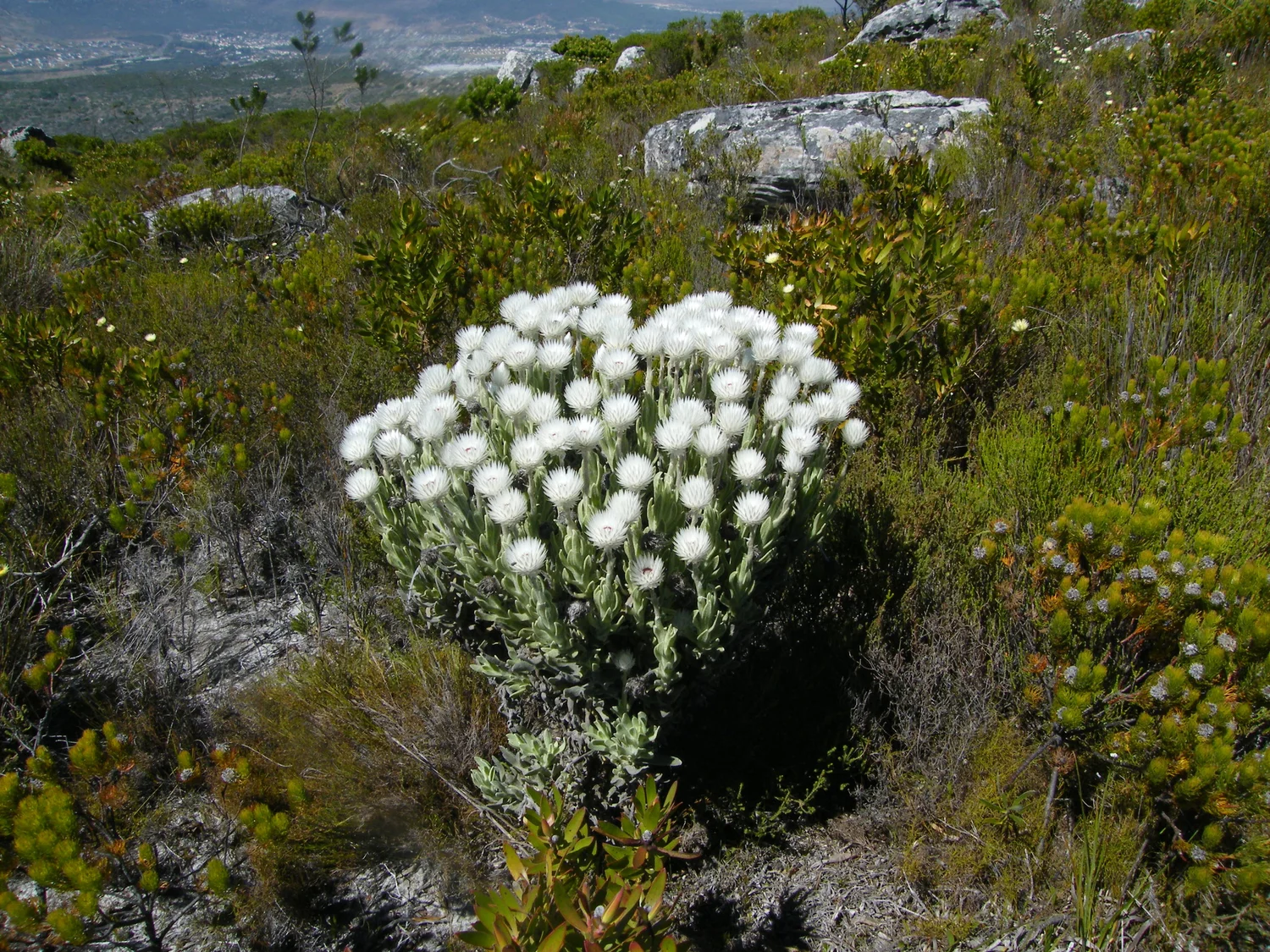 Everlasting or Seven Years Little — In Defense of Plants