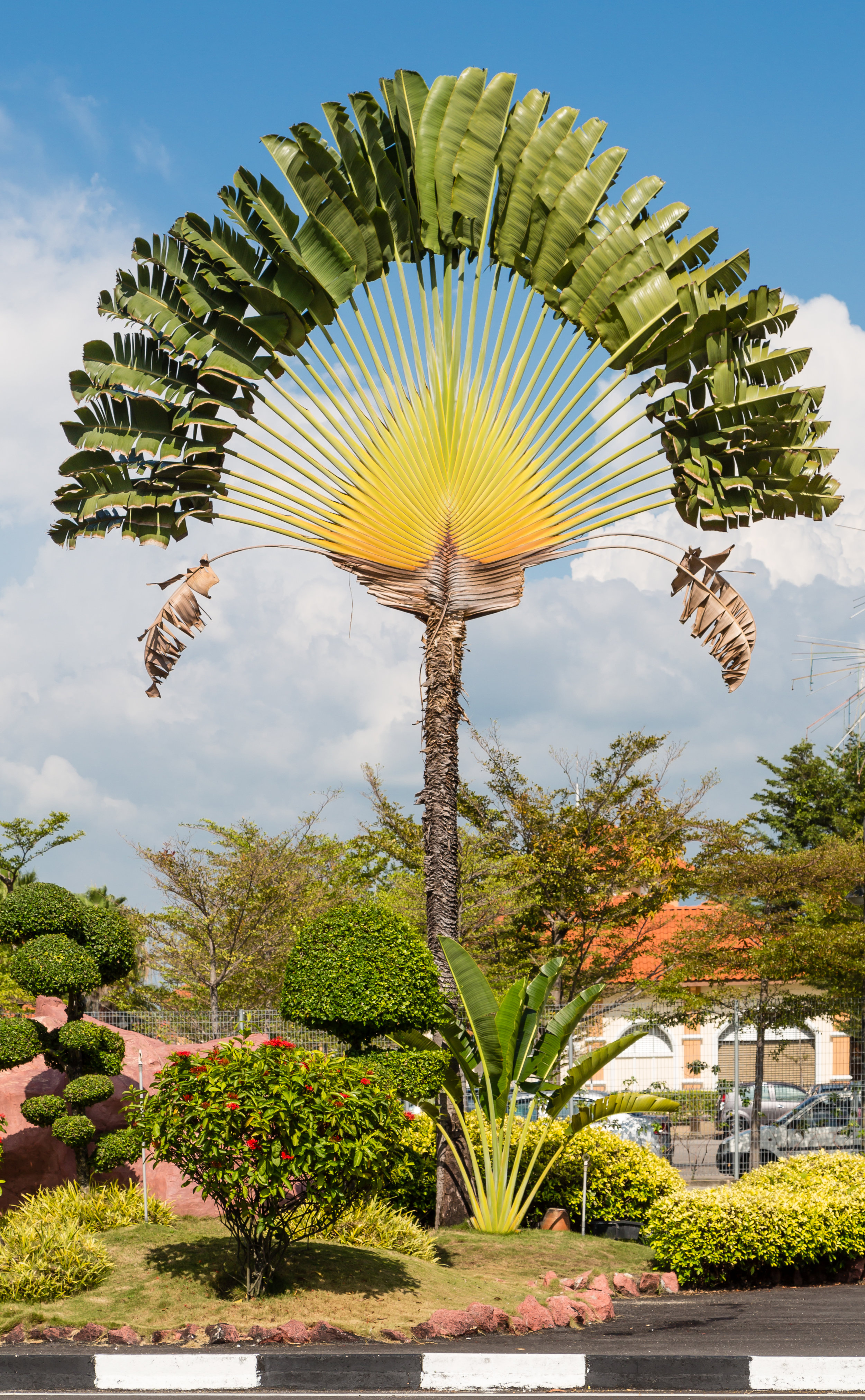 Population of Ravenala madagascariensis called « Ravenala forest ».