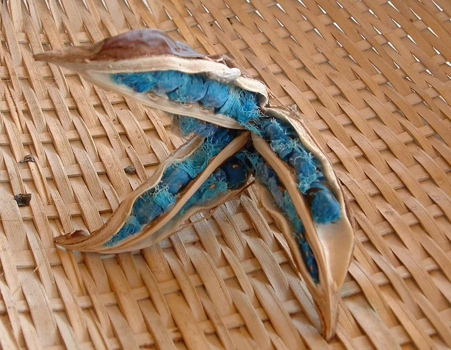 Ravenala_madagascariensis2.jpg