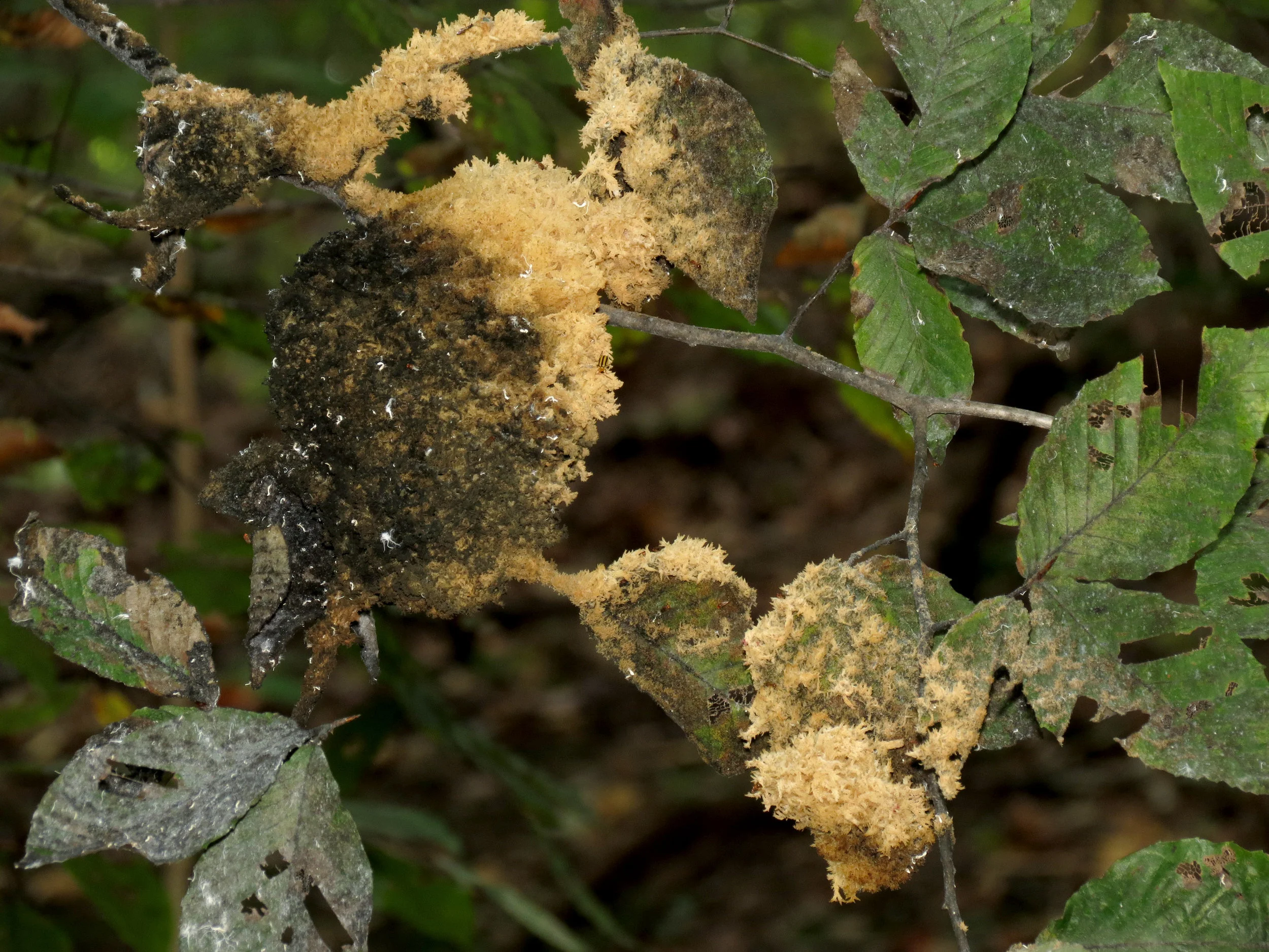 A Scorias spongiosa colony changing from its asexual phase (beige) to its sexual phase (black)