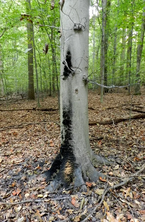 Patches of Scorias spongiosa covering the bark of a beech tree
