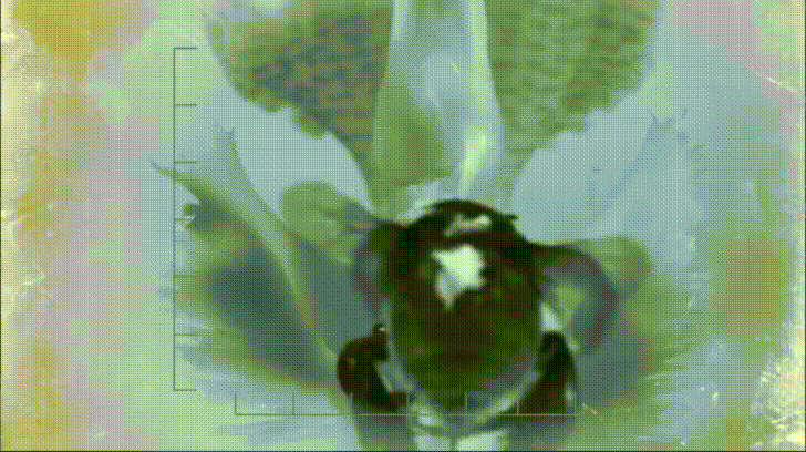 Male Catasetum flower in action. Taken from BBC's Kingdom of Plants.