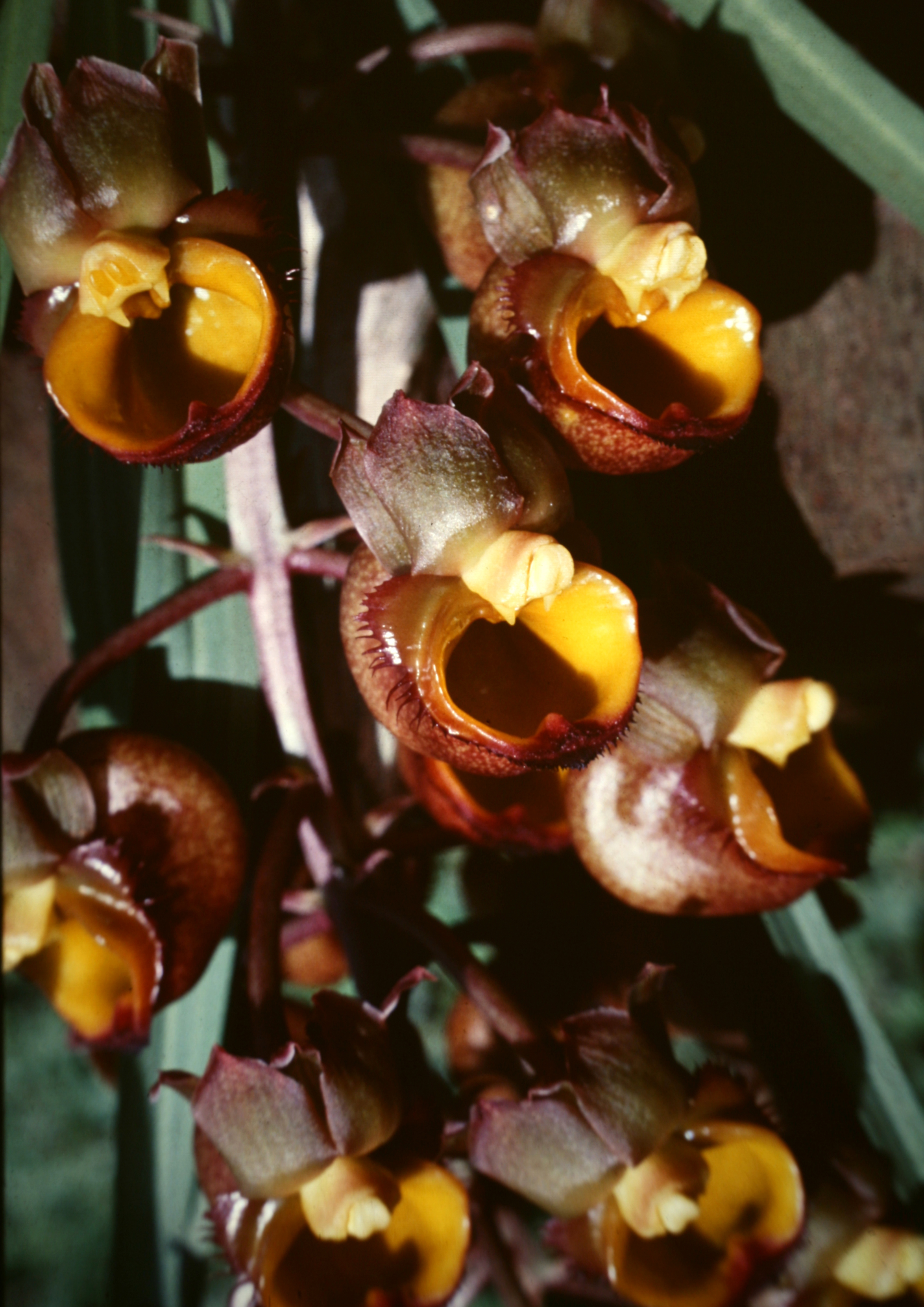 The Extraordinary Catasetum Orchids — In Defense of Plants