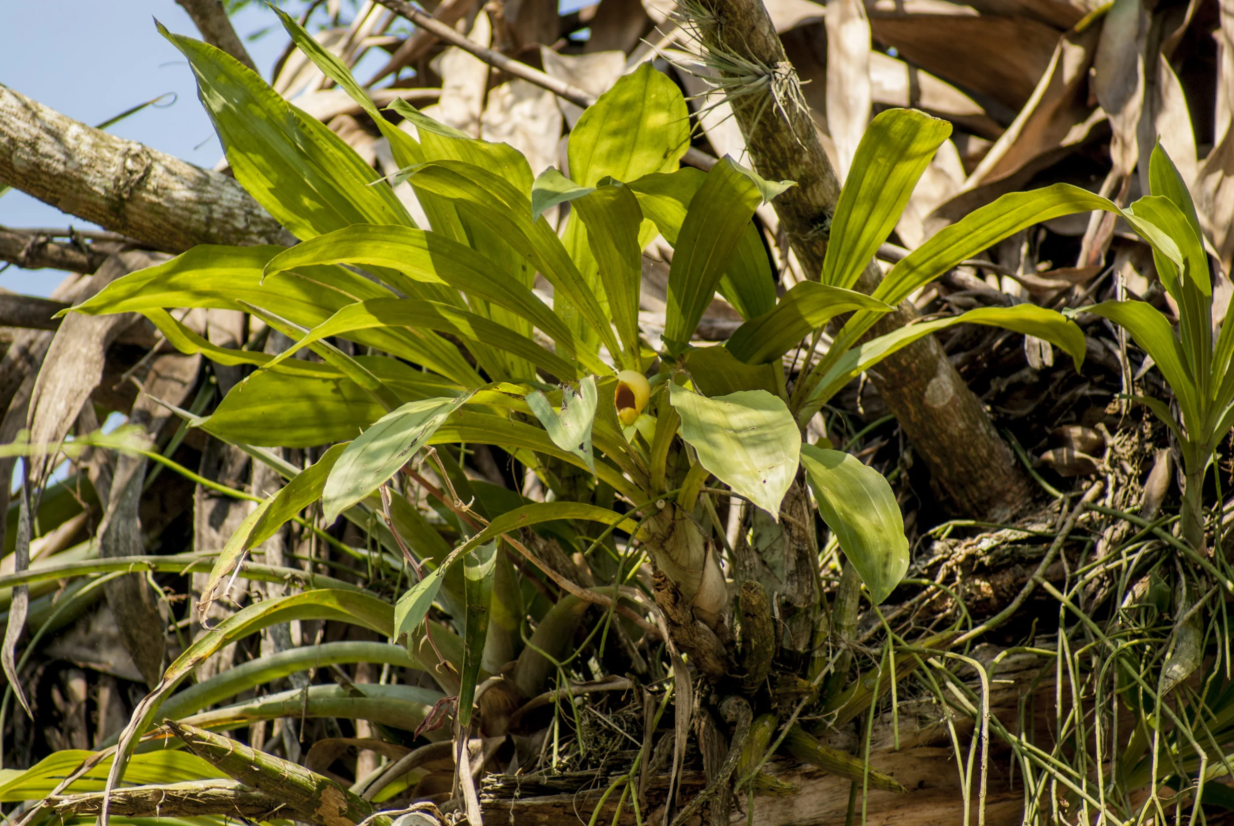 Catasetum silvestre in situ