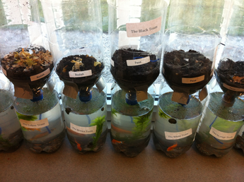 An example of the soda bottle terrariums