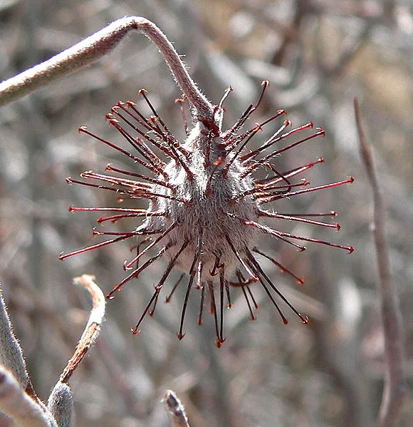 580px-Krameria_grayi_1.jpg