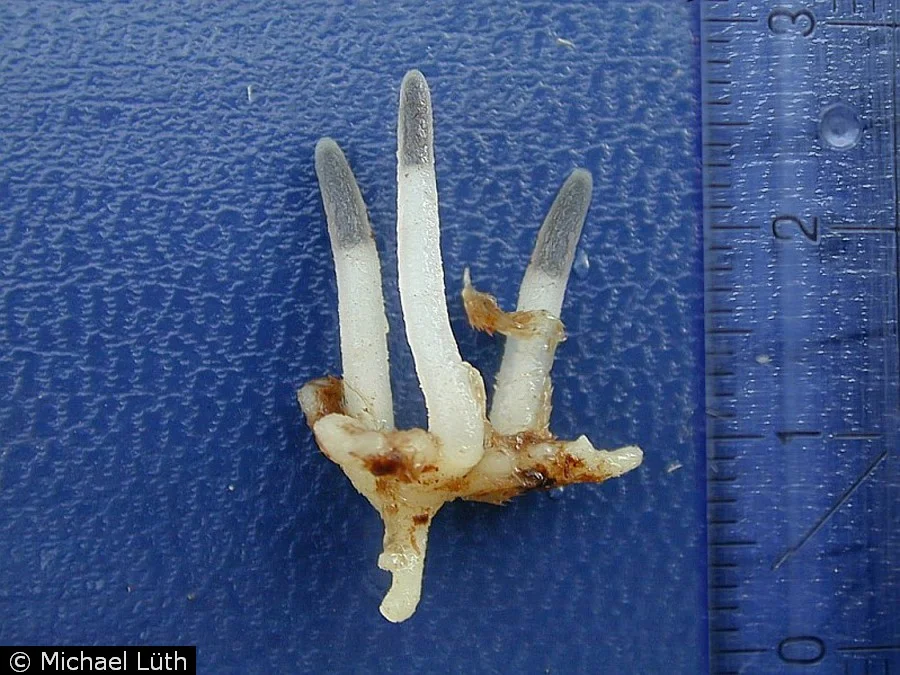 A ghostwort gametophyte with spike-like sporophytes.