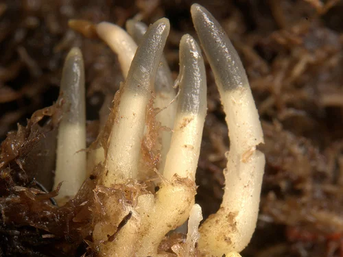 Ghostworts look more like fungi than plants.