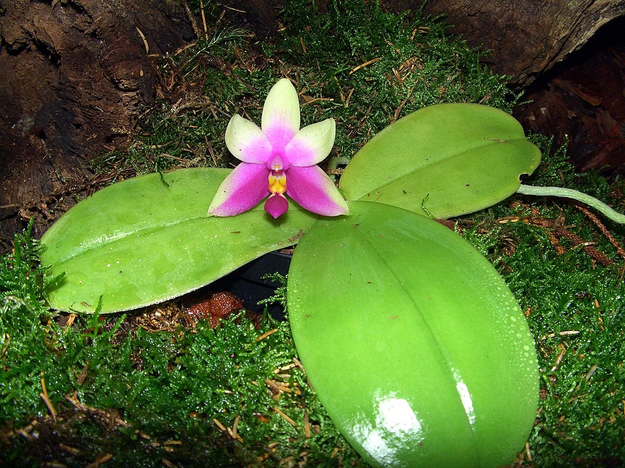 Phalaenopsis_bellina_Orchi_01.jpg