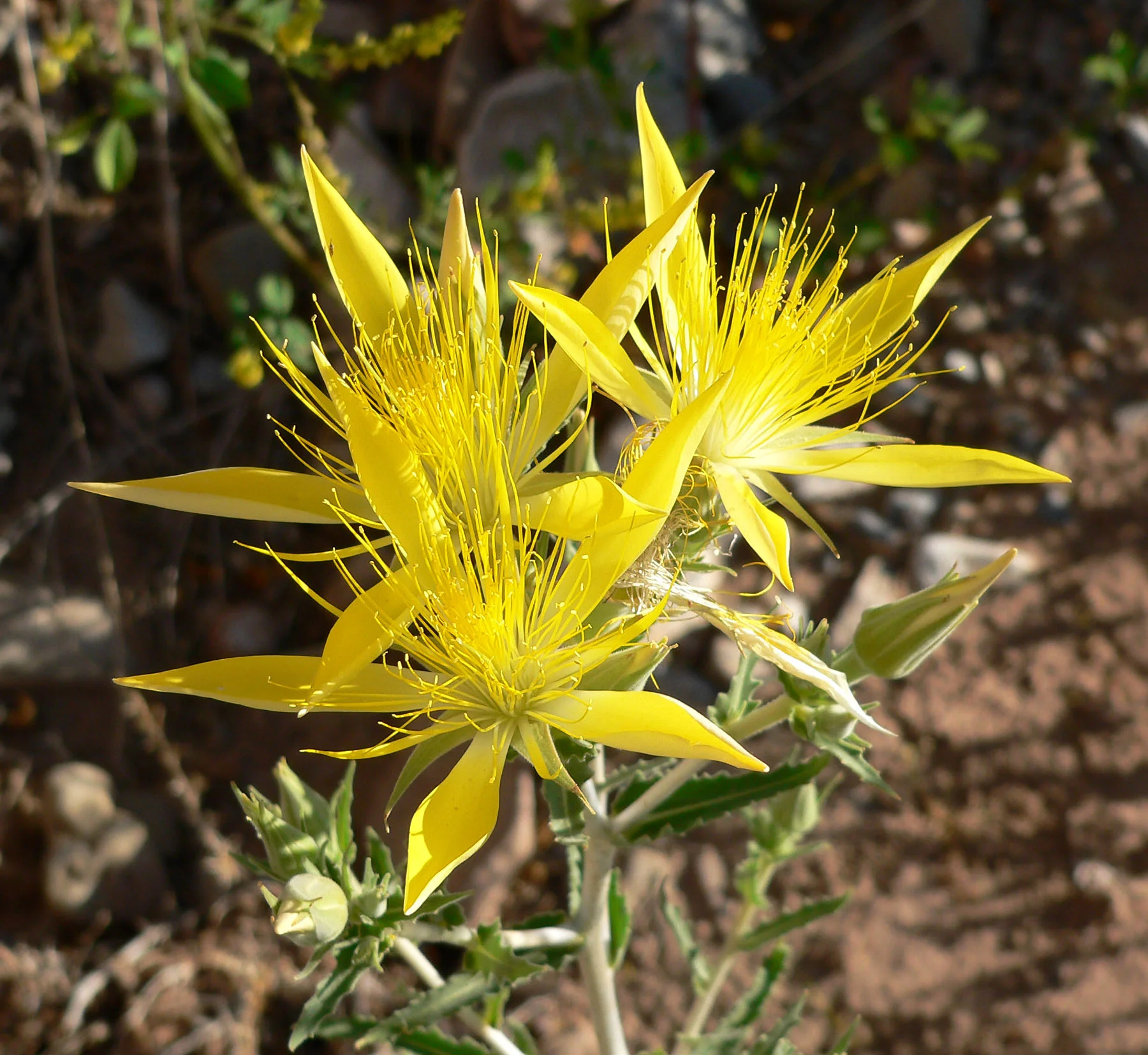 Mentzelia_laevicaulis_5.jpg