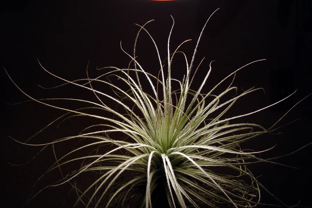 Tillandsia tectorum