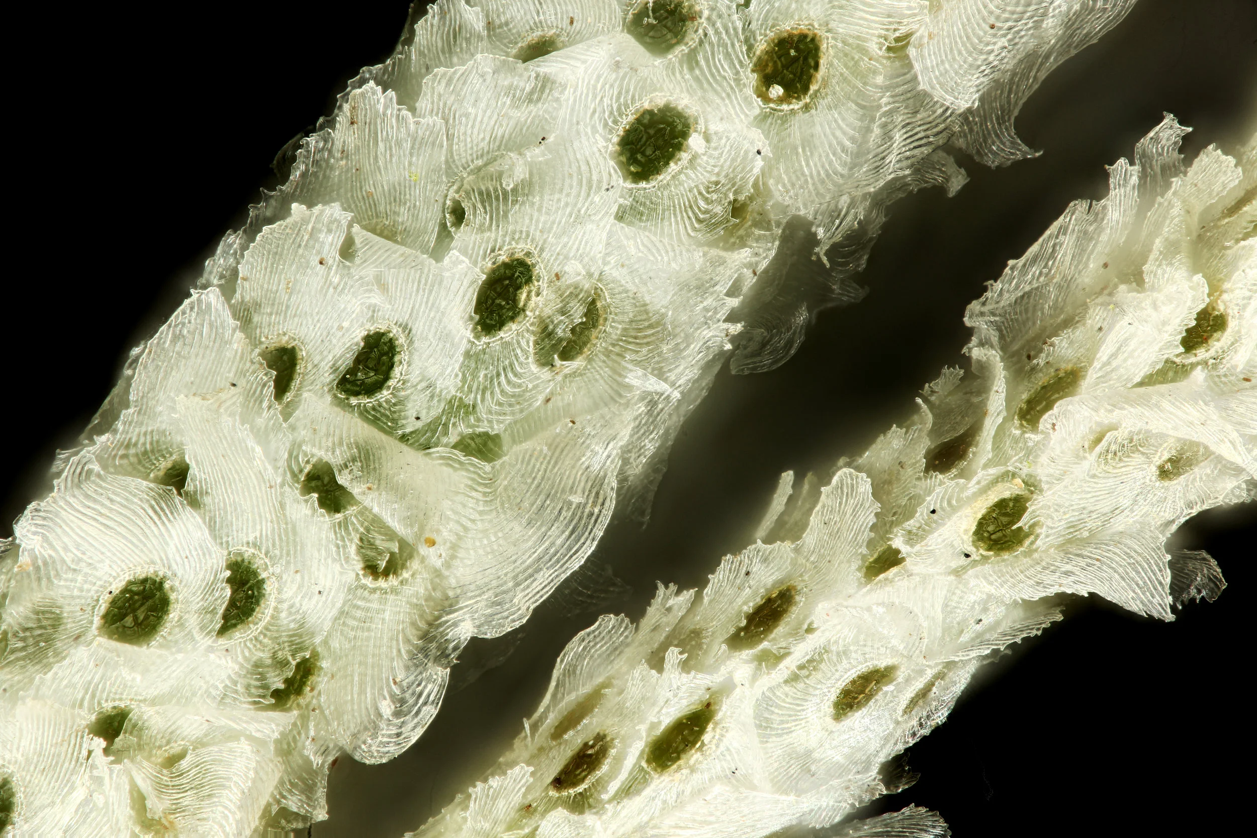 Trichomes up close.