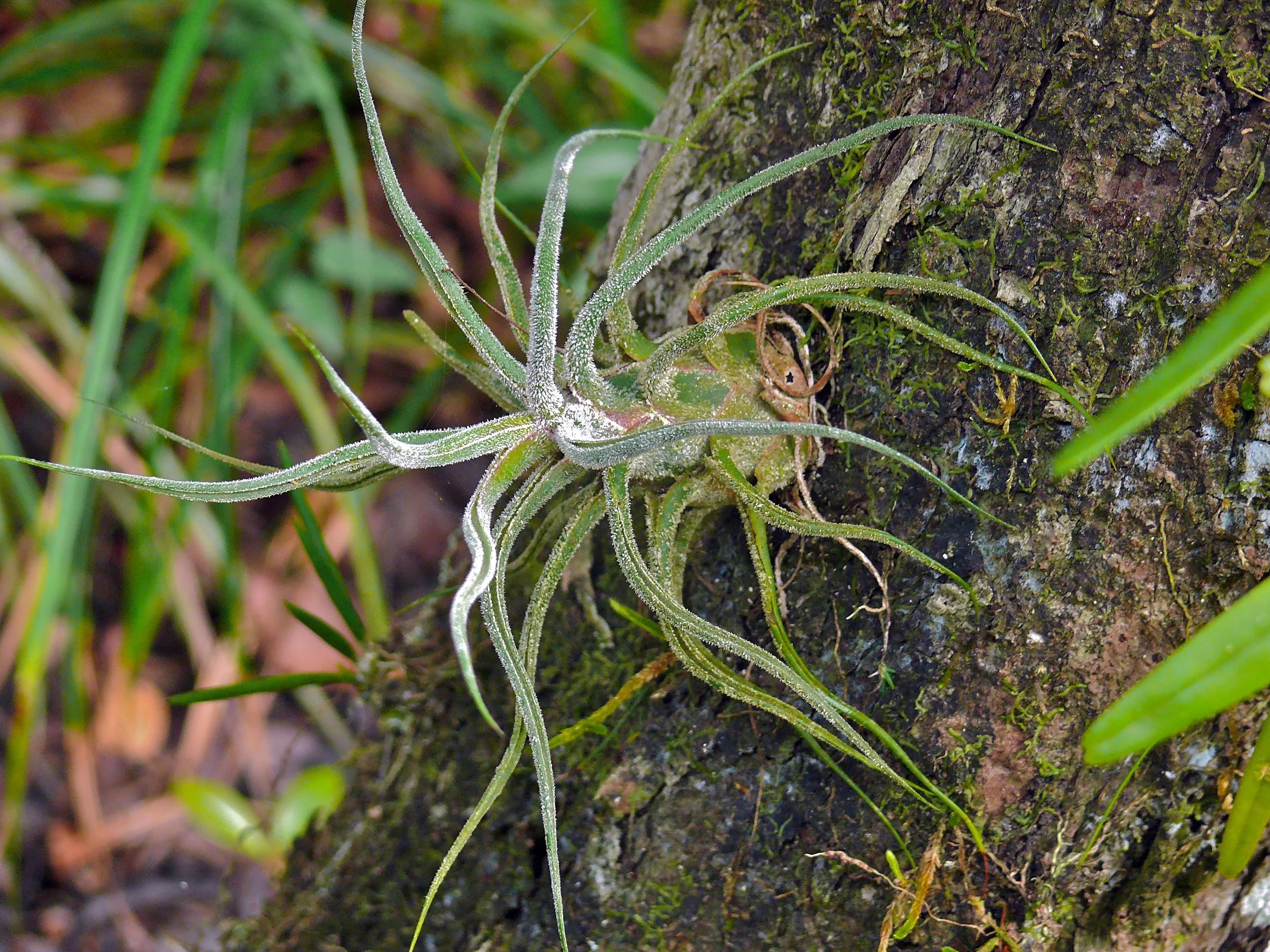 Air_Plant_(Tillandsia_caput-medusae)_(6766707151).jpg