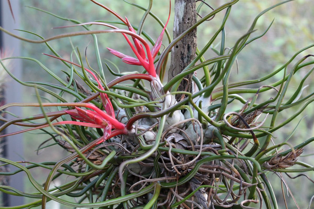 Tillandsia_bulbosa_20090111.jpg