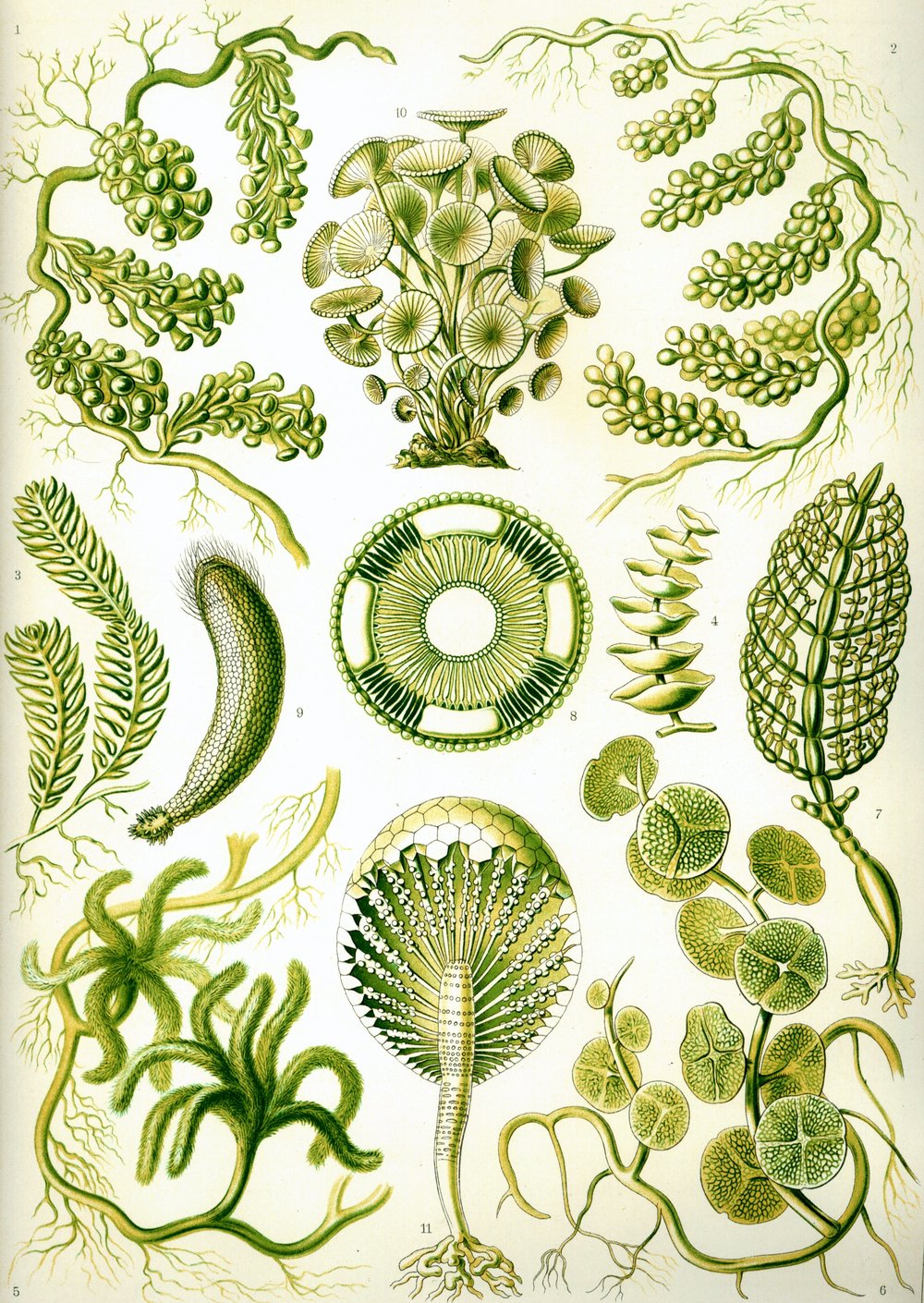 Are Algae Plants? — In Defense of Plants Are Algae Plants? — In Defense of Plants