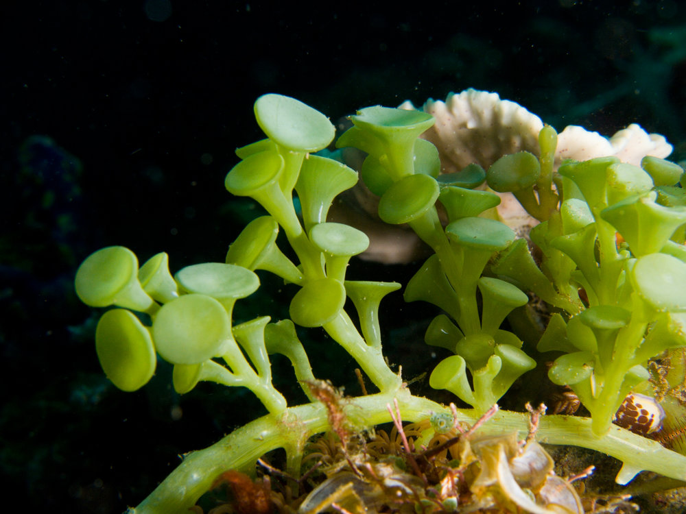 Are Algae Plants? — In Defense of Plants