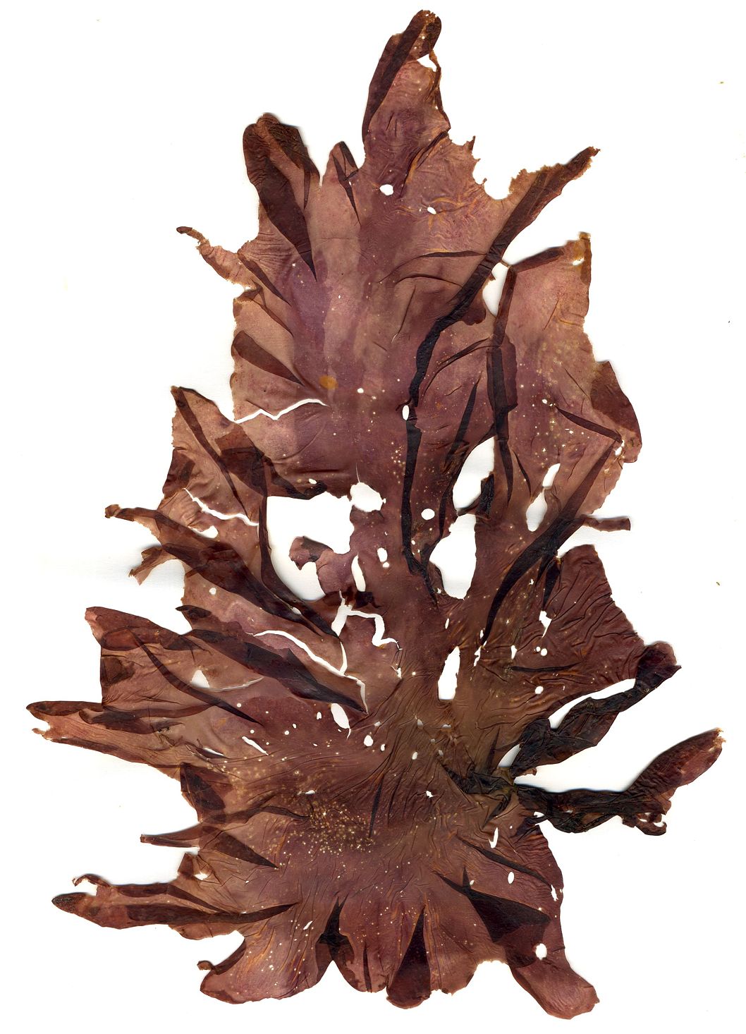 Porphyra umbilicalis - One of the many species of red algae frequently referred to as nori.