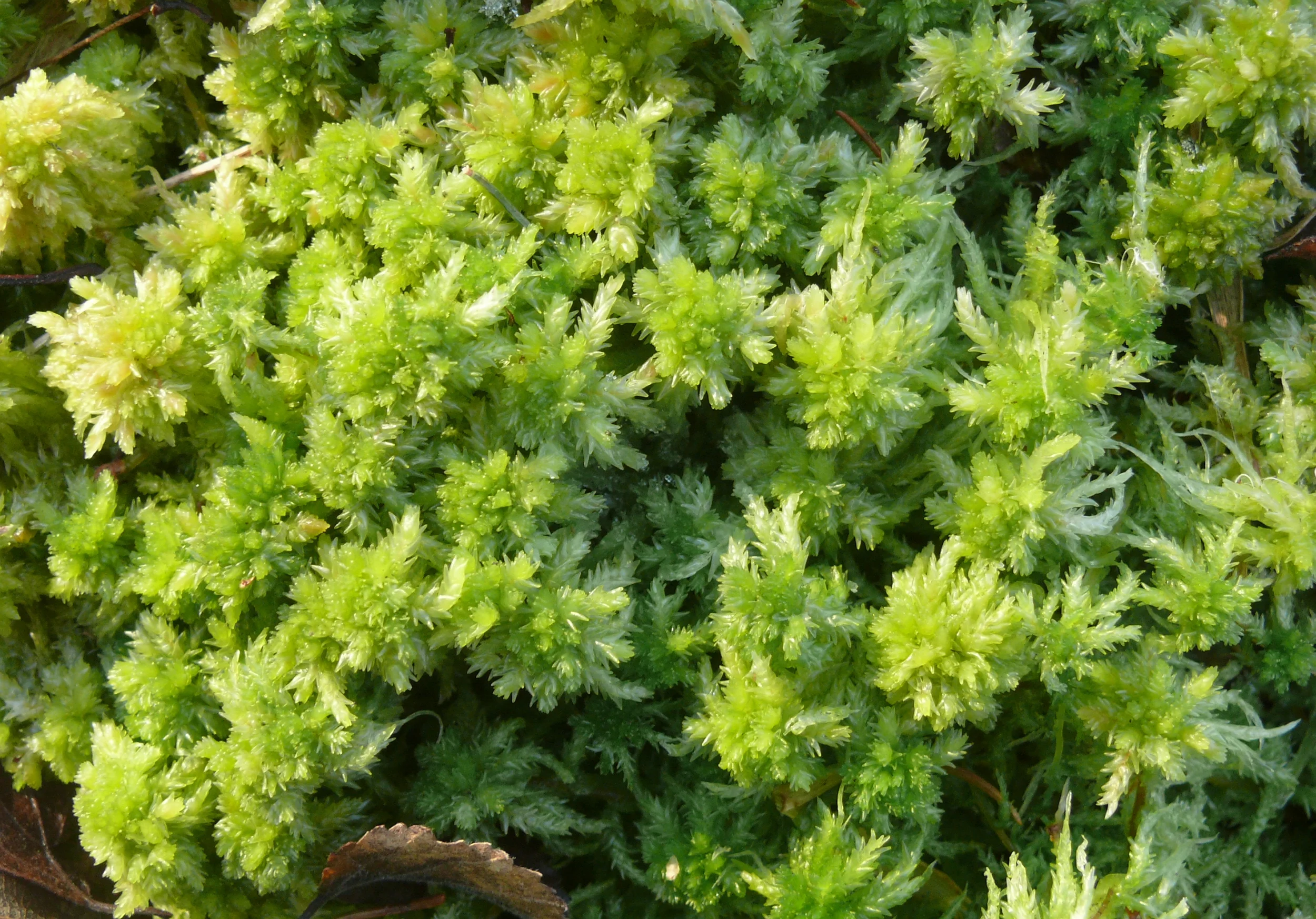 Sphagnum_palustre_030208a.jpg