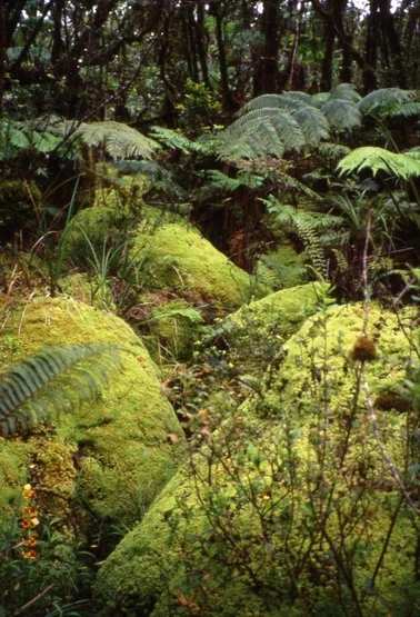 Mounds of S. palustre in its native habitat. 