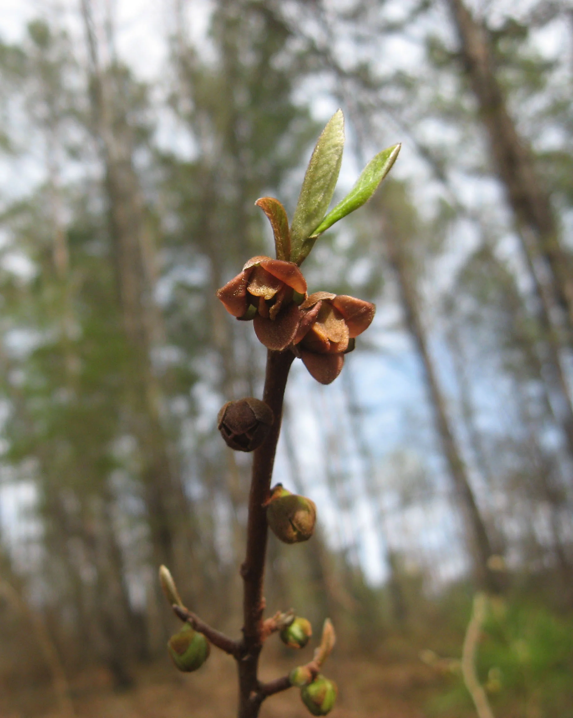 Asimina parviflora