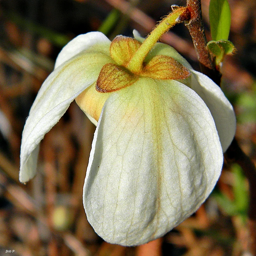 Asimina reticulata